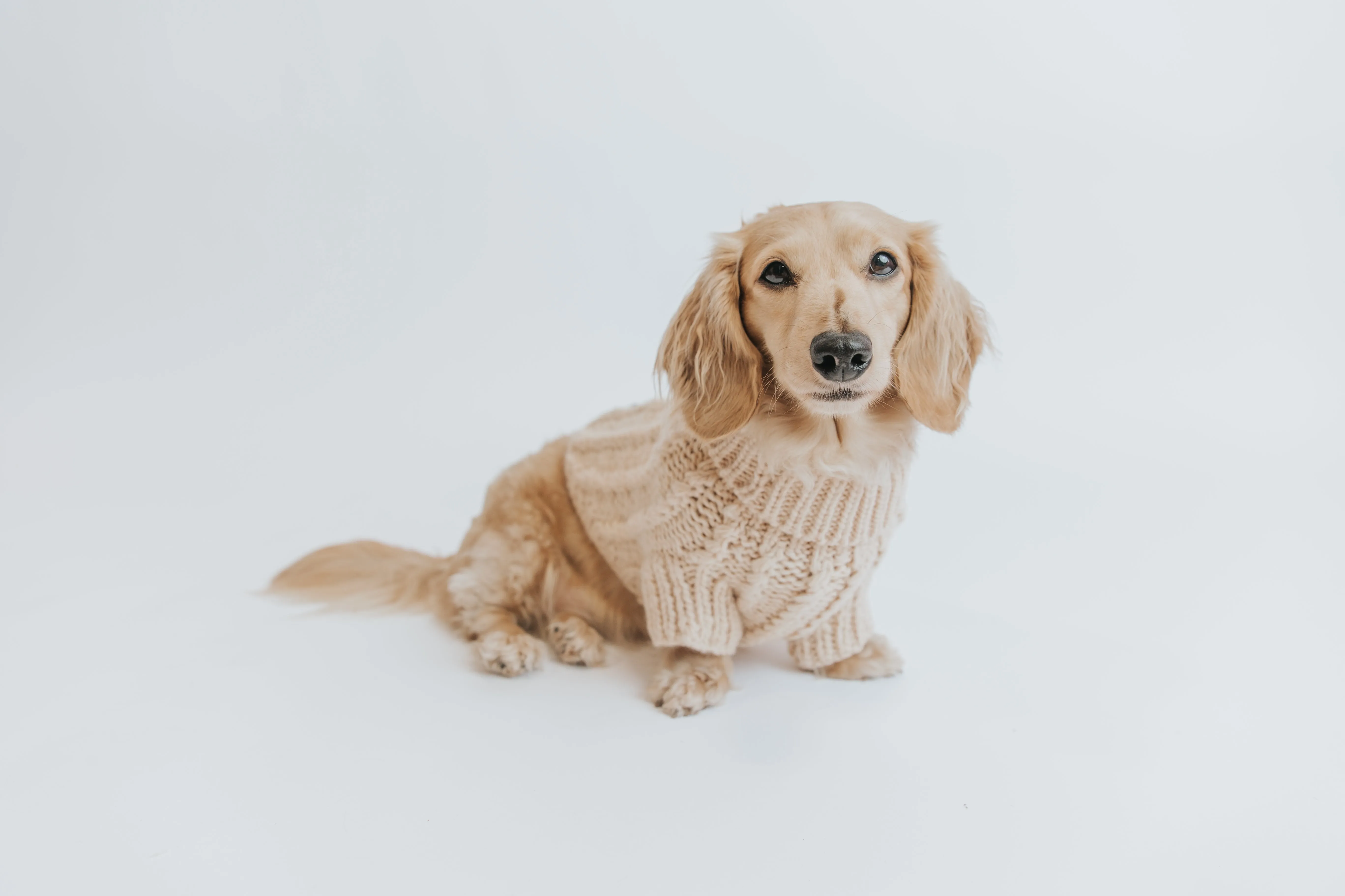 Dog Cable Knit Sweater - Beige