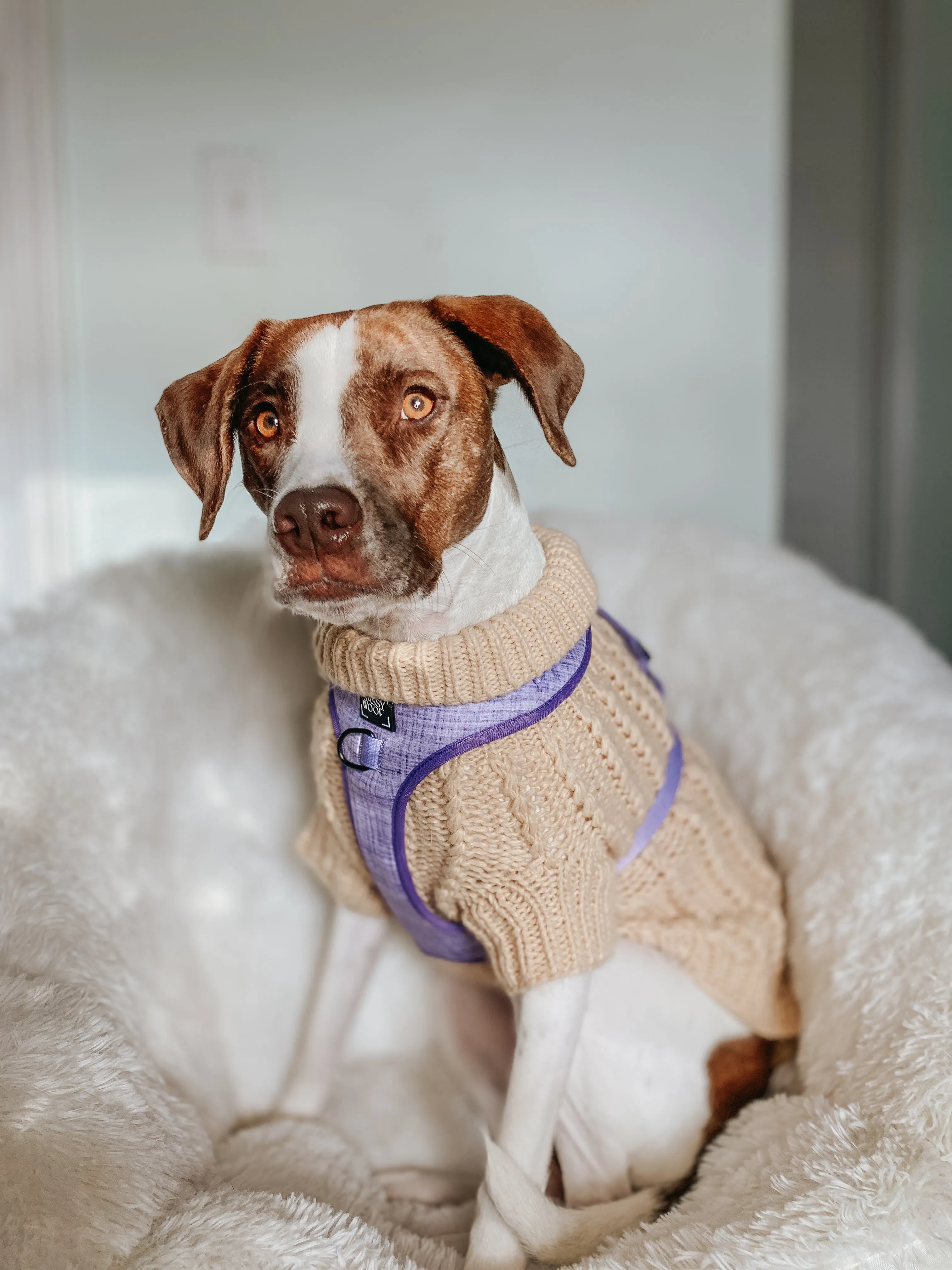 Dog Cable Knit Sweater - Beige