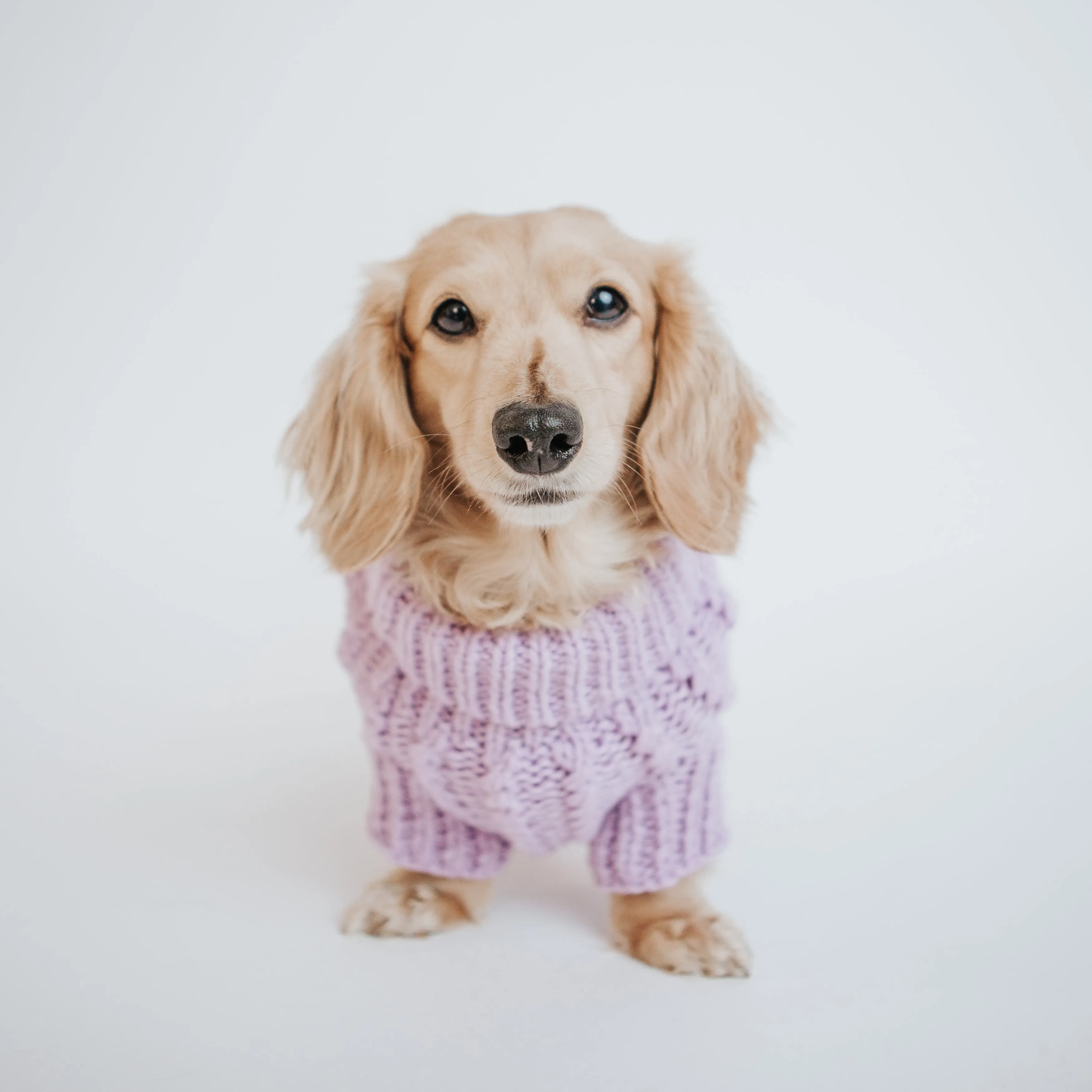 Dog Cable Knit Sweater - Lavender